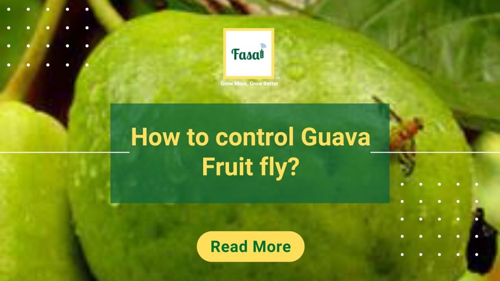 Guava fruit fly