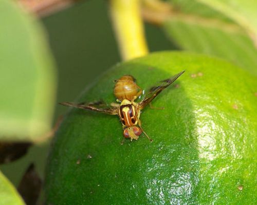 Guava fruit fly 