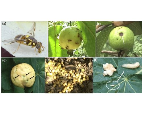 Symptoms of Guava fruit fly