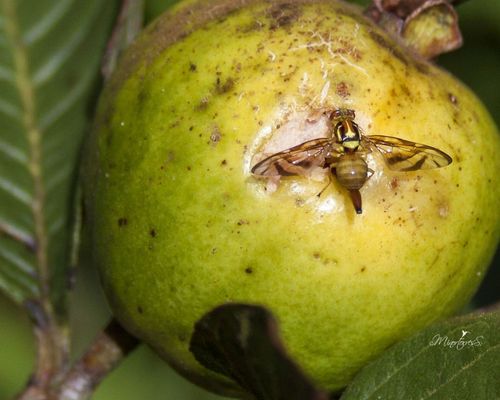 Guava fruit fly